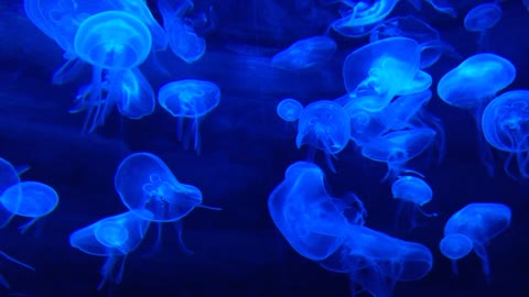 jellyfish ocean life