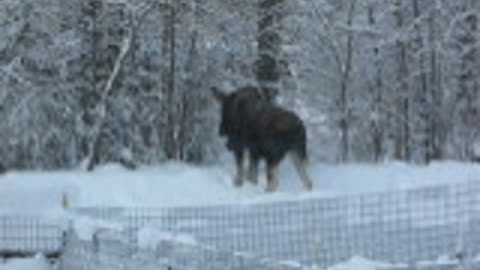 Snow and Moose 12-28-2011