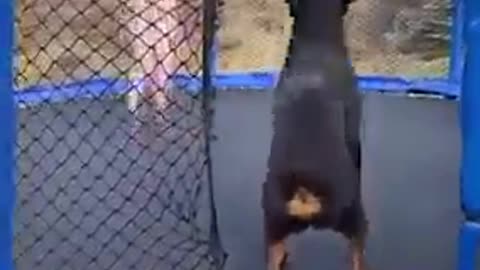 Dogs have fun with Trampolin
