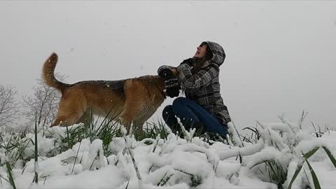 German Shepherd Playing In Snow - Cute Dogs - Funny Dogs - Funny Memes - Free To Use Content - NCV