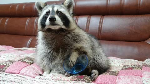 Confused raccoon flips over empty bowl after finishing his snack