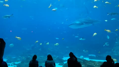 Another world in the depths of the sea😲😱🥵