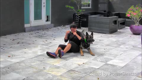 Amazing Dog Training Video