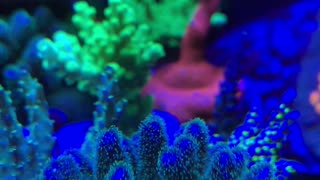 Coral Zoom Zoom