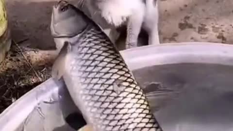 the cat is trying to catch a fish funny videos animals