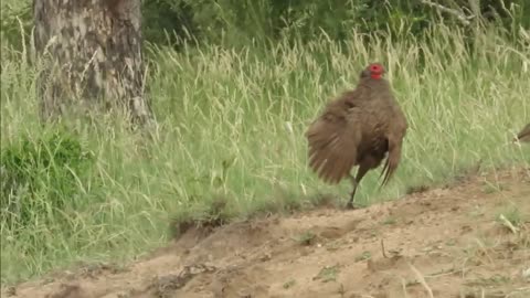 Male bird's attempt to impress female makes her run for the hills