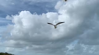 Seagulls slow motion flight