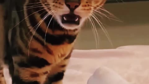 Paws and Play: Hilarious Cat 😂 Funny Video 😂