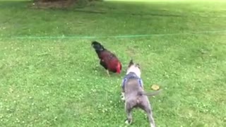 Pitbull Puppy and Rooster Part 1