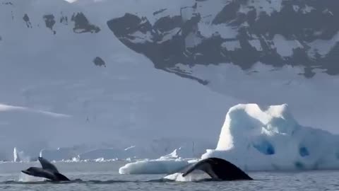 Biggest shark in Antarctica 😥