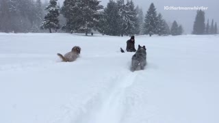 Two dogs running through snow in slow motion