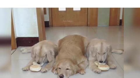 Golden Retriever Mummy Dog Shares Food Equally Among Pups