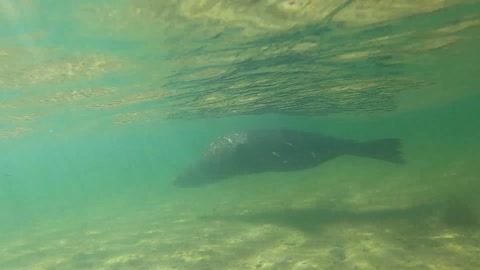 Underwater photography. Fur seal