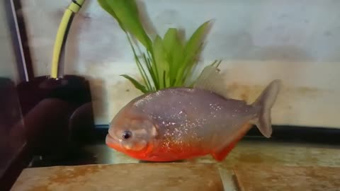 Red belly piranha (pygocentrus nattereri)