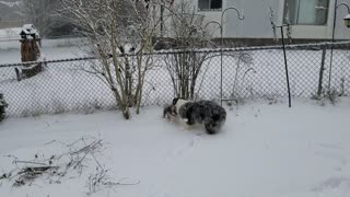 Pixel and puppies playing in the snow.