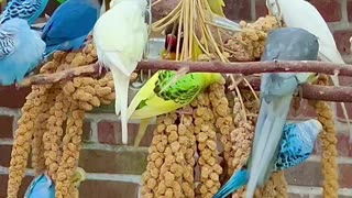 Budgies in flock - bird sounds