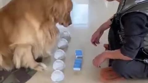 Smart dog