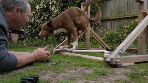 10 Best Trained and Disciplined Dogs in the World