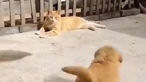 So funny cute ❤️ Dogs 🐶 and cats 🐱 part 1