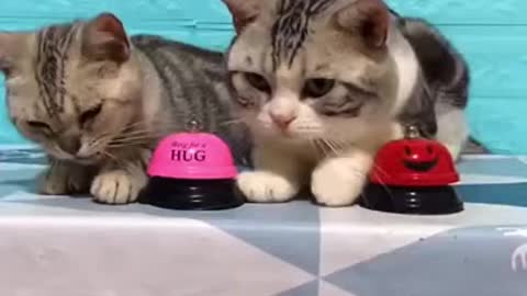 cute and funny little cats