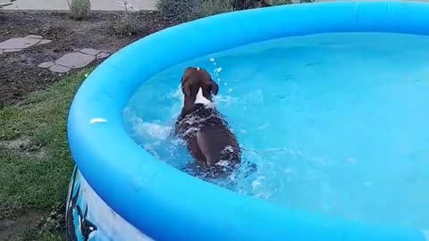Dog loves to swim