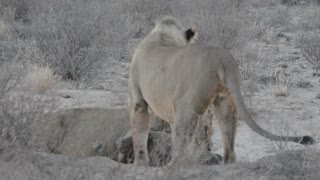 Lions Hunt a Brown Hyena