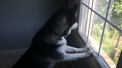 Husky can't contain himself after spotting deer herd