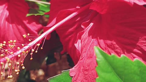 Hibiscus rosa flower 🌺 It is good for increasing the hair on the head.