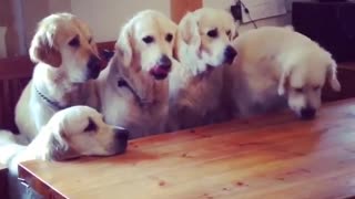 Disciplined dogs patiently wait for individual treats
