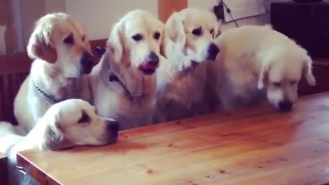 Disciplined dogs patiently wait for individual treats
