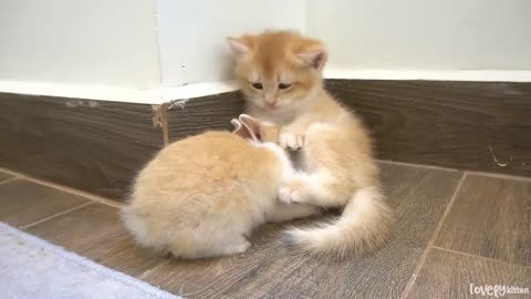 Kitten Tomi greets a bunny for the first time, and they quickly become surprisin