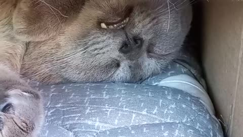 samuel cat taking an eyelash