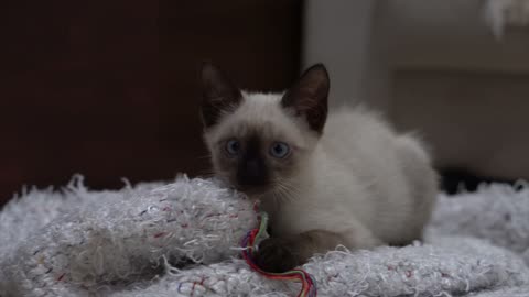 Cute cate.s beautiful amazing 4k videos