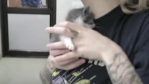 Kitten Who Was The Runt Of Her Litter Is A Tiny Fighter | The Dodo Little But Fierce