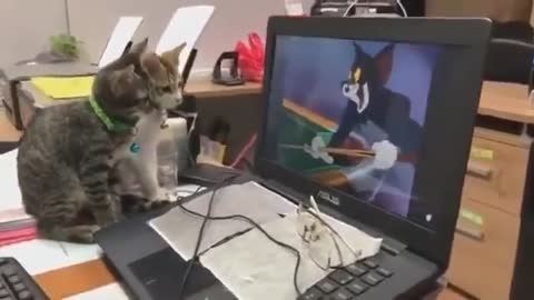 Cute cats watching tutorials of Tom to catch a mouse.