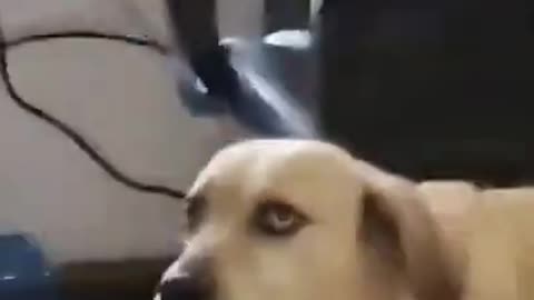 VR 🥽 Funny Dog | Funny puppy