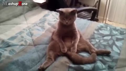 funny animals acting like a human