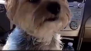 Music white dog on top of seat moving around car