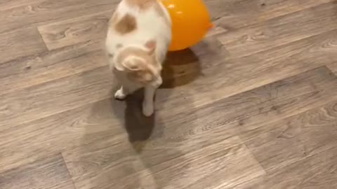 Cat VS Balloon, what's wrong with this balloon