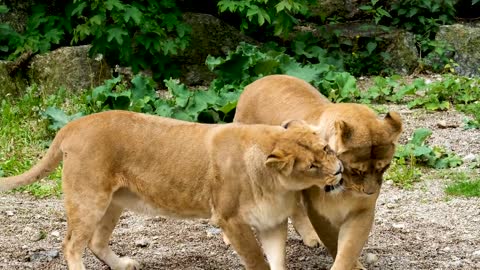 Lione family members of amagon