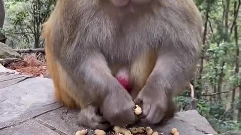 Monkey food Nut?