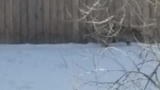 Bobcat Plays With Its Breakfast