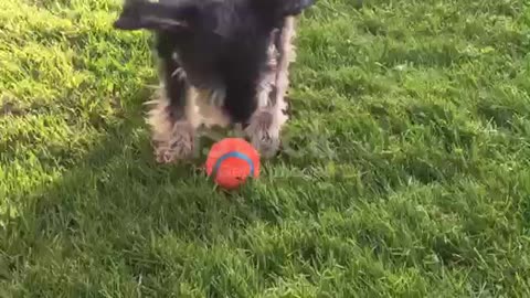 Little dog, pet, running,playing with ball 🏀