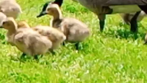 Baby duck video 2