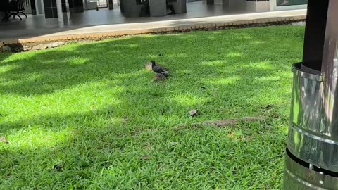 Pigeon Freed From Plastic Bag