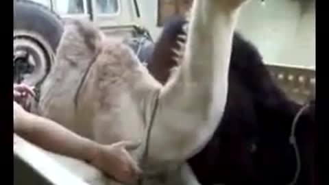 Ticklish camel