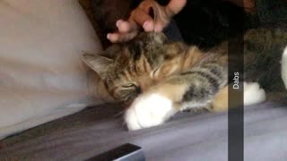 Tan cat getting ear massaged from owner