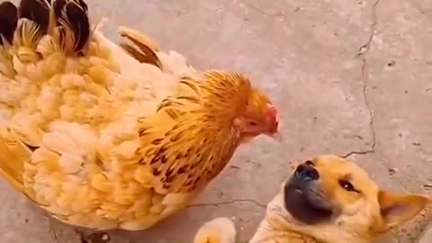 The hen was angry when her baby was with the dog