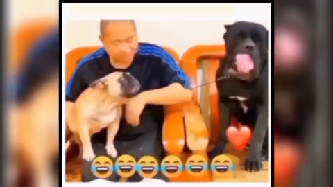Try not to laugh videos / FUNNY VIDEOS COMPI:ATIONS 2024
