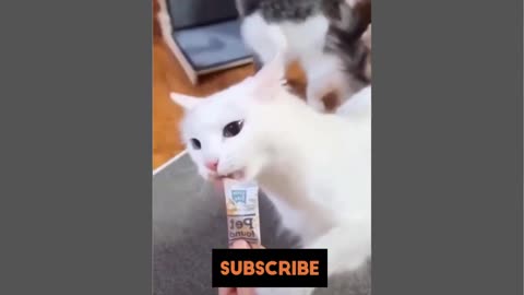 Cat Video Compilation - Funny Animal Moments - Funny Pet Videos - Healthy Cats